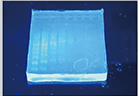 Major Science UVCI-1000-BL Blue Light Module